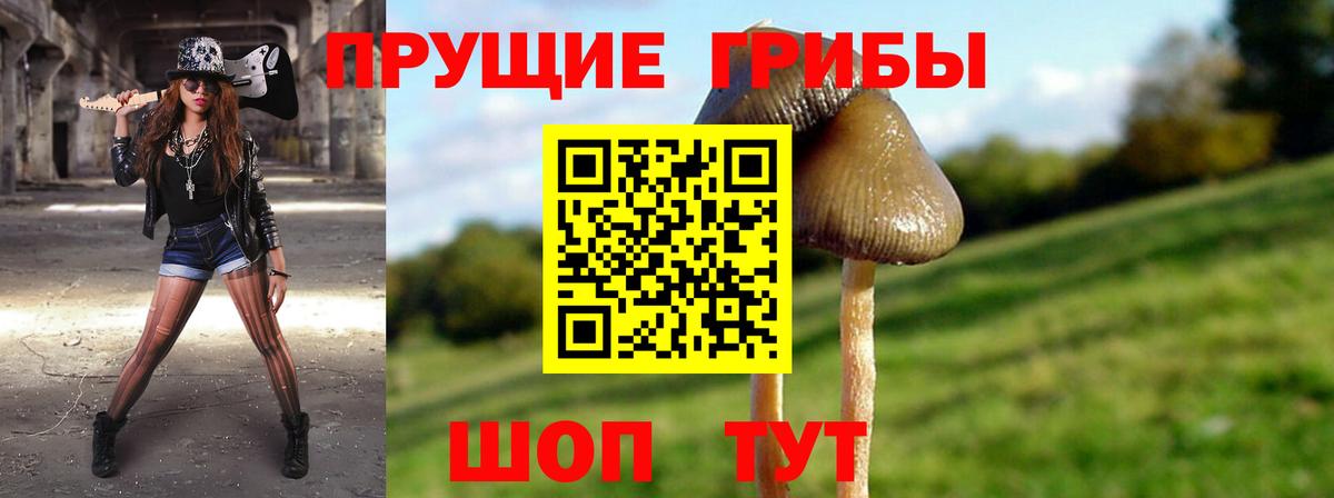 Галлюциногенные грибы прущие грибы Сосновый Бор